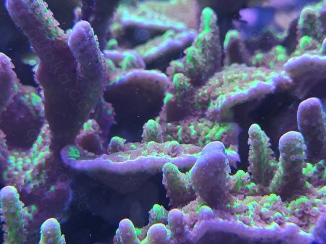 Montipora Confusa SPS Ableger Korallen Meerwasser - 1